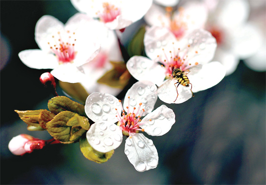 山杏報(bào)春，蜜蜂出動(dòng)