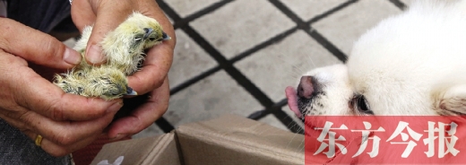 彭女士從老家?guī)?lái)的毛雞蛋，應(yīng)該屬于“活胎毛蛋”