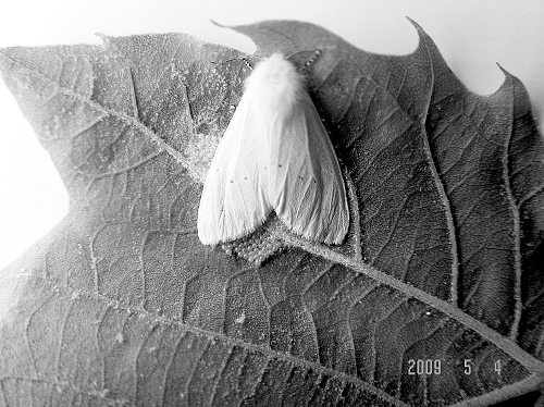 美國(guó)白蛾物種入侵河南55縣 40℃燙不死零下16℃凍不死