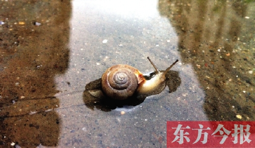 堵車俺不怕，就怕發(fā)大水，這不，一大早蹚水過街，現(xiàn)在已經(jīng)是下午了，俺還在馬路中間呢