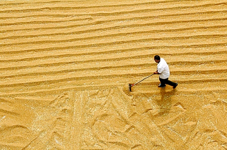 6月7日，內(nèi)黃縣城關(guān)鎮(zhèn)農(nóng)民在晾曬小麥。