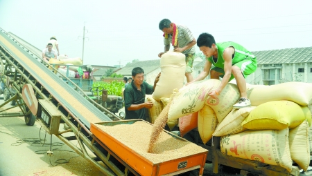 7月9日，在汝南縣古塔街道糧所收購(gòu)庫(kù)點(diǎn)，古塔街道五里崗村村民正在售糧。