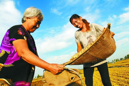 8月24日，內(nèi)黃縣城關(guān)鎮(zhèn)農(nóng)民在收獲早熟花生。