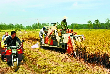 8月25日，農(nóng)機(jī)手在固始縣泉河鄉(xiāng)王樓村稻田里開(kāi)始機(jī)收水稻。