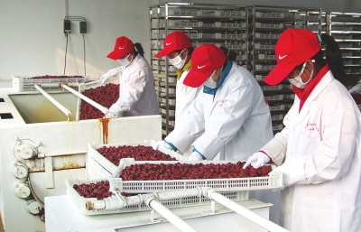 雖是寒冬，內(nèi)黃紅棗加工生產(chǎn)依然熱火朝天。