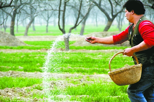 3月18日，內(nèi)黃縣城關(guān)鎮(zhèn)農(nóng)民在給小麥?zhǔn)┓?。眼下正是冬小麥返青的關(guān)鍵時(shí)期，內(nèi)黃縣廣大農(nóng)民積極開展以澆水