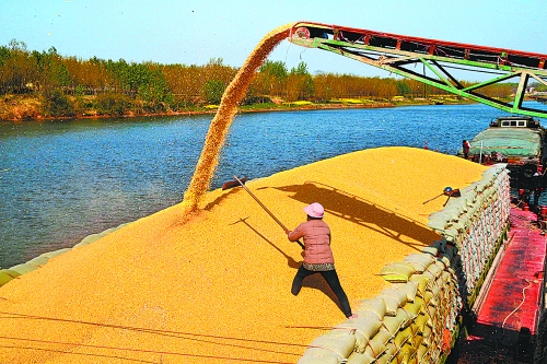 　　4月14日，中央儲備庫沈丘直屬庫正在沙潁河紙店碼頭裝船向外調運玉米。近些年，沈丘縣先后在沙潁河沿