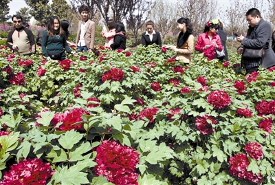 　 5日，國際牡丹園開園迎賓，連日來，慕名而來賞花踏青的游客絡繹不絕