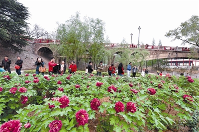 在王城公園橋北新開(kāi)辟的甘棠洲牡丹觀賞區(qū)內(nèi)，霓虹煥彩、晨紅等品種牡丹盛開(kāi)，給來(lái)自海內(nèi)外的賞花游客帶來(lái)驚