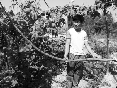 劉大軍向記者展示他種出的大個(gè)兒絲瓜