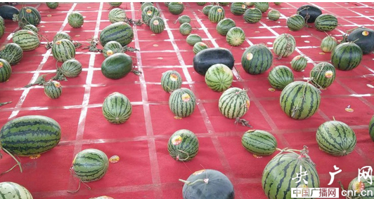 2016中國(guó)·開封——杏花營(yíng)西瓜節(jié)隆重開幕 2016中國(guó)·開封——杏花營(yíng)西瓜節(jié)隆重開幕