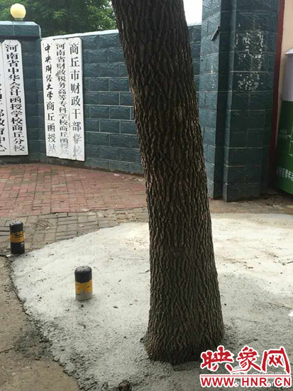 商丘“水泥封樹(shù)”已整改 4名責(zé)任人被追責(zé)