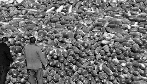 綠油油的冬瓜堆積如山。