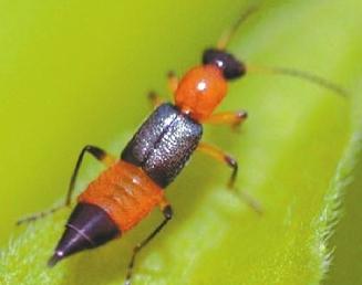 隱翅蟲。網(wǎng)絡(luò)圖片