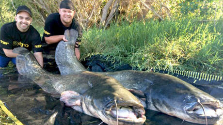德國(guó)男子20分鐘捕獲2條巨大鲇魚