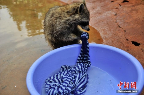 會(huì)洗衣服的小浣熊