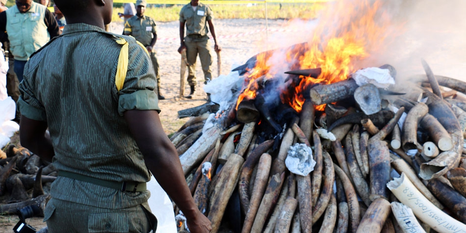 需要燒24小時才能燒完的象牙 需要燒24小時才能燒完的象牙