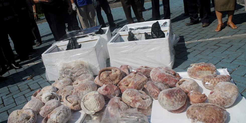 印尼海關(guān)查獲并銷(xiāo)毀1.3噸冷凍穿山甲