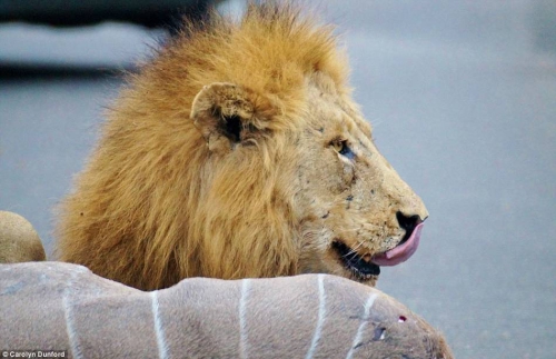 獅子們?cè)诰嚯x人類一米的地方捕食