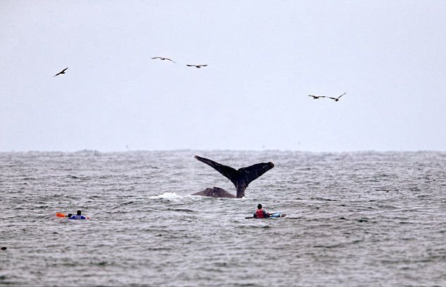 美國游客劃皮艇突遇座頭鯨出水 美國游客劃皮艇突遇座頭鯨出水
