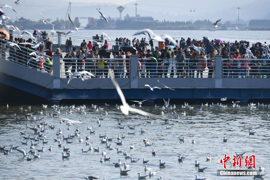 萬(wàn)只紅嘴鷗飛抵昆明滇池 萬(wàn)只紅嘴鷗飛抵昆明滇池