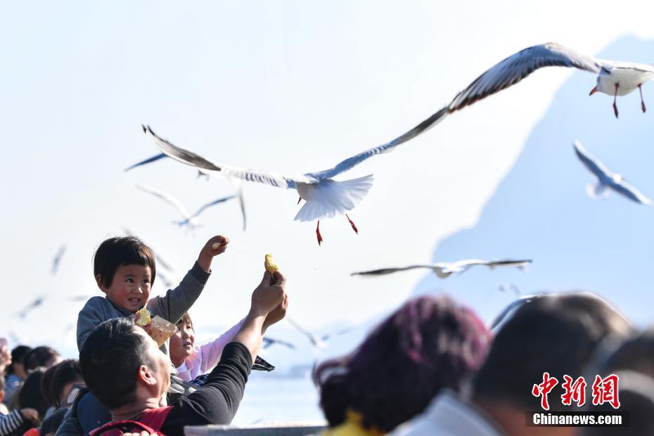 萬(wàn)只紅嘴鷗飛抵昆明滇池 萬(wàn)只紅嘴鷗飛抵昆明滇池