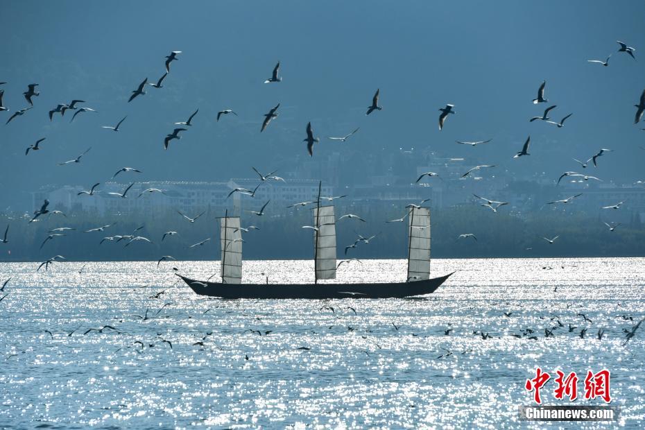 萬(wàn)只紅嘴鷗飛抵昆明滇池 萬(wàn)只紅嘴鷗飛抵昆明滇池