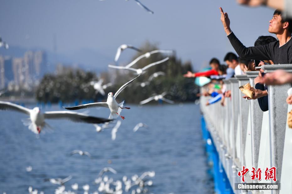 萬(wàn)只紅嘴鷗飛抵昆明滇池 萬(wàn)只紅嘴鷗飛抵昆明滇池