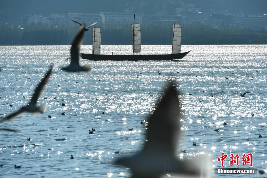 萬(wàn)只紅嘴鷗飛抵昆明滇池 萬(wàn)只紅嘴鷗飛抵昆明滇池