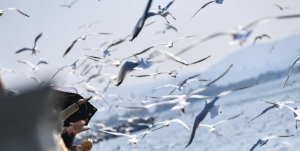 萬(wàn)只紅嘴鷗飛抵昆明滇池 萬(wàn)只紅嘴鷗飛抵昆明滇池