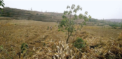 因干旱，農(nóng)田閑置尚未播種小麥