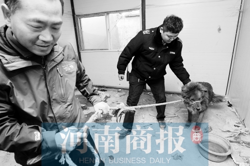 麻藥起作用后，這只藏獒被執(zhí)法人員控制