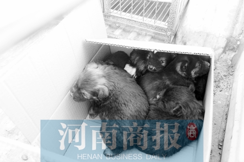 一家只能養(yǎng)一只狗，多余的被暫扣