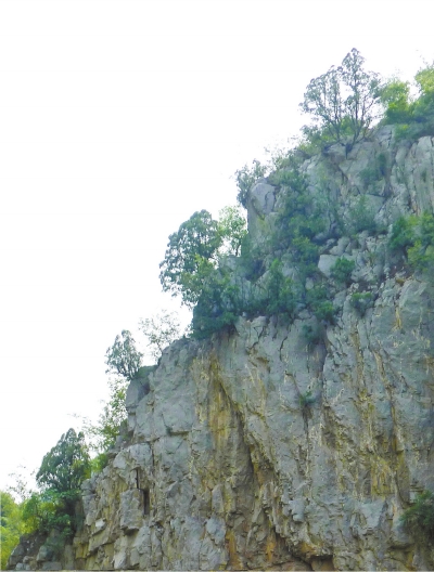 南太行山崖長的只是側(cè)柏,不是崖柏。