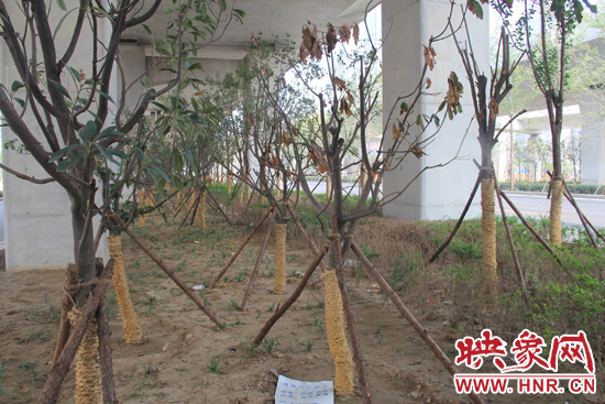 北三環(huán)經(jīng)三路橋下種的樹木有的葉子已經(jīng)干枯。