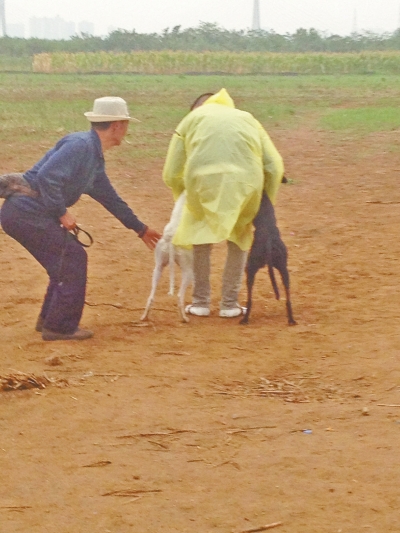 上場前，狗主人進(jìn)場撫摸自己的愛犬，給它打氣加油。