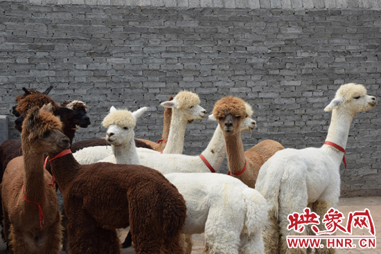 今年11月-12月,我省將再?gòu)闹抢M(jìn)210只羊駝。