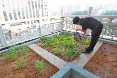 鄭州某酒店在樓頂打造的菜園子，服務(wù)員正在澆水。