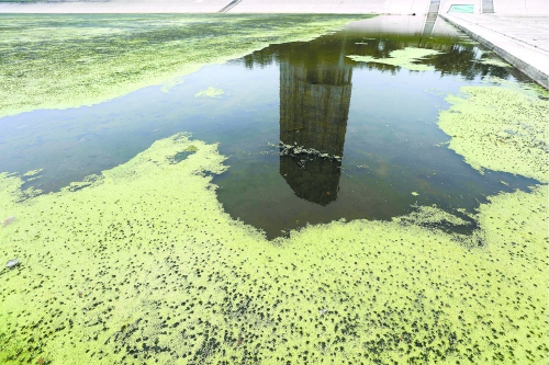 幾近干涸、臭氣熏天、長滿水草的東風(fēng)渠，已不見往日容顏　 記者 侯建勛/攝