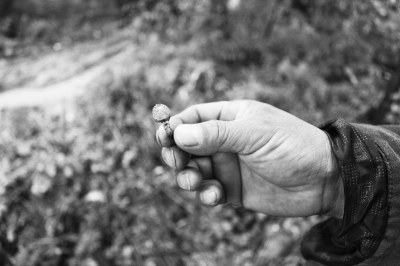 毒倒一家四口就是這種蘑菇