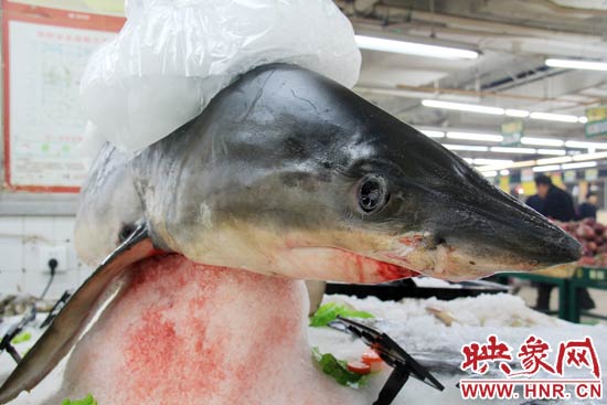 這條鯊魚(yú)長(zhǎng)約1.5米，寬約0.5米，上身被碎冰覆蓋，保存較完整。