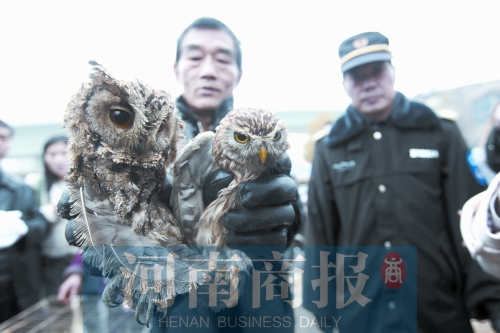 鄭州女子販鷹被查 舉報(bào)鄰居是“販鷹大戶”遭對方回?fù)? alt=