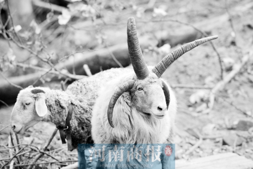 “咩……我的原主人說(shuō)，他養(yǎng)了一輩子羊，也沒(méi)見(jiàn)過(guò)我這種情況”