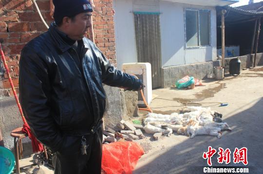 圖為家禽收購(gòu)點(diǎn)的陳姓工作人員介紹，是這些愛(ài)狗人士的封堵讓這些兔子無(wú)辜死去。　馬義恒　攝