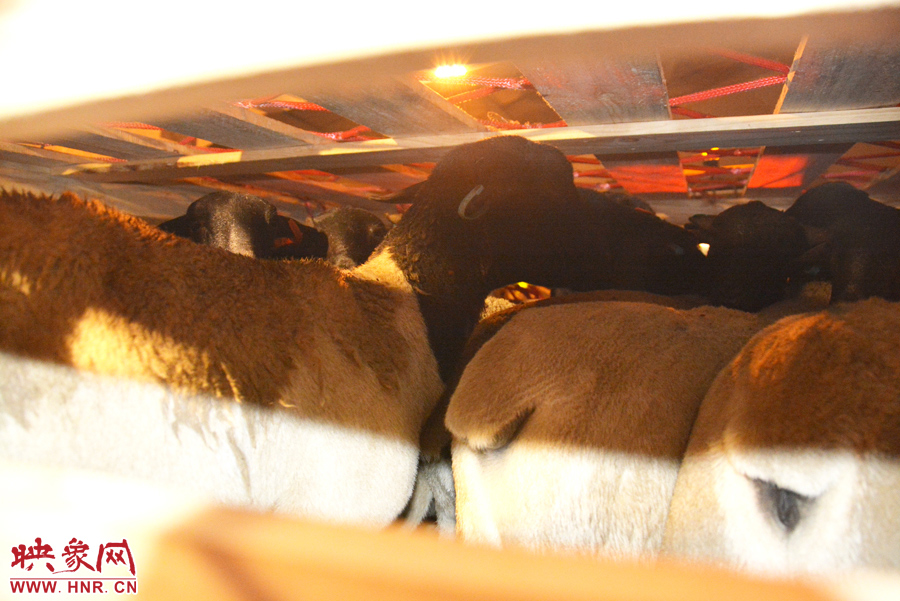 千只澳大利亞種羊“打飛的”落戶河南 創(chuàng)國內(nèi)多個(gè)第一