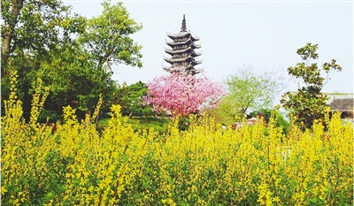 綠博園盛開的鮮花“期待”和市民“約會”。