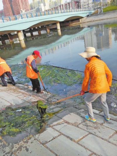 每天出動六十人次進(jìn)行打撈，也難以遏制綠藻蔓延。