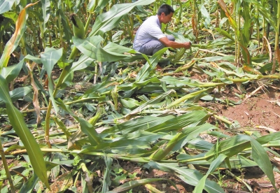 甕峪村一莊稼地，被野豬糟蹋的玉米。