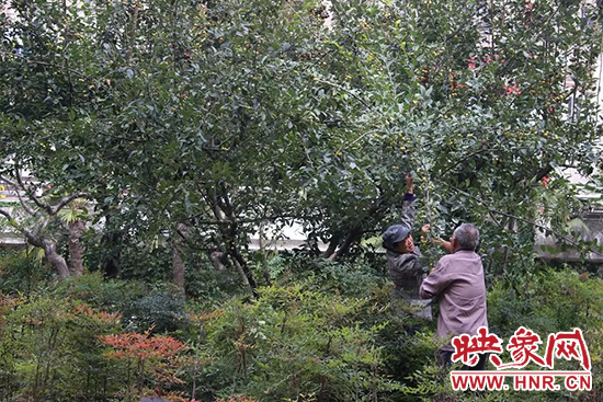 扯樹(shù)枝摘果子