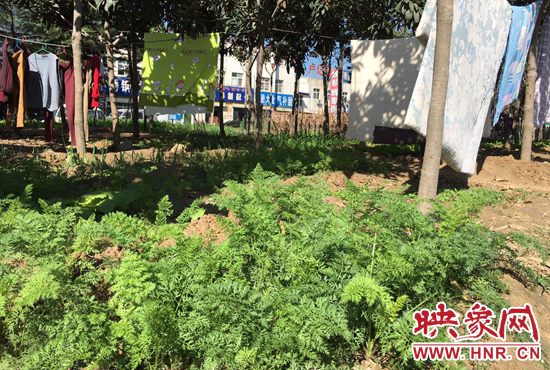 西四環(huán)中原路交叉口，大片生態(tài)廊道被毀，變成私家菜園。